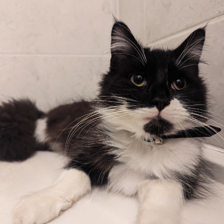 Missing Semi-Long Hair Cats in Glenfield