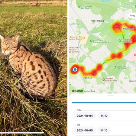 Missing Bengal Cats in Edingburgh