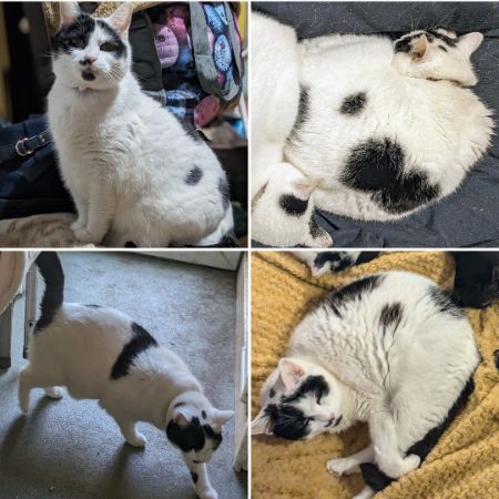 Missing Mixed Breed Cats in Cardiff