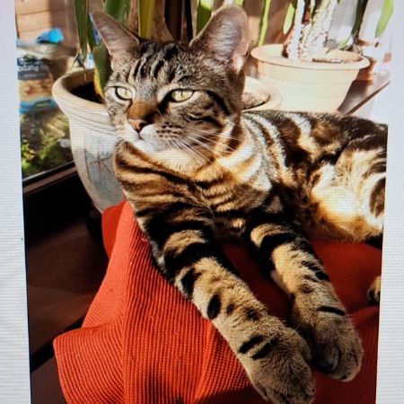 Missing Domestic Short Hair Cats in Belvedere