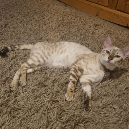 Missing Bengal Cats in Barnstaple