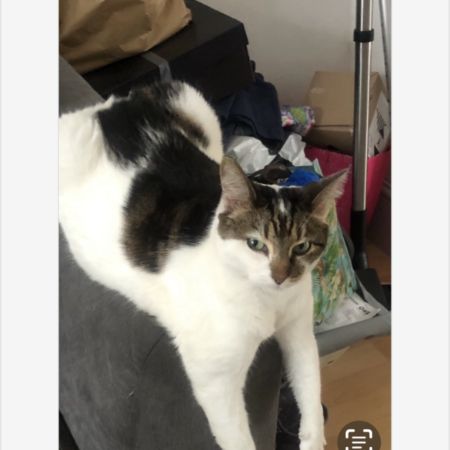 Missing British Short Hair Cats in Waltham Cross 