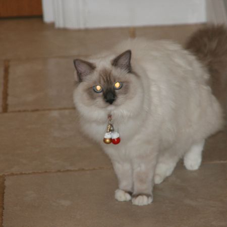 Missing Ragdoll Cats in Wimbledon