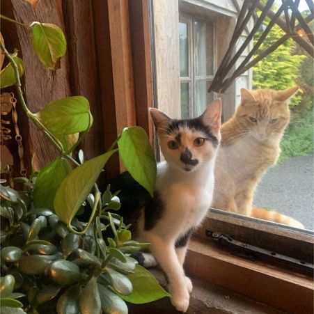 Missing Moggy Cats in Newtown