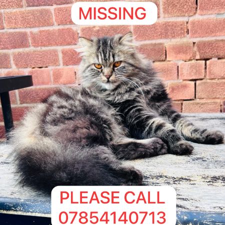 Missing Persian Cats in Walesby 