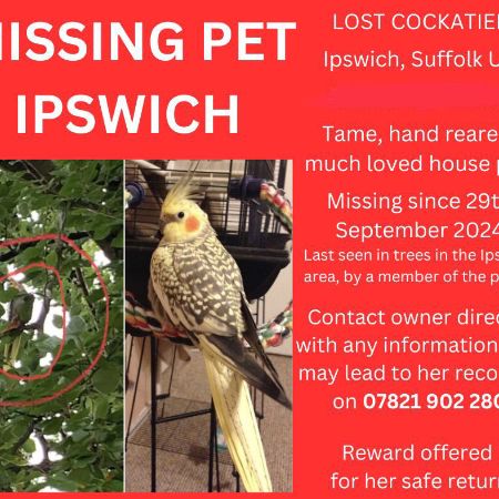 Missing Cockatiel Birds in Ipswich