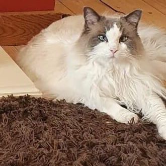 Missing Ragdoll Cats in Hayes 