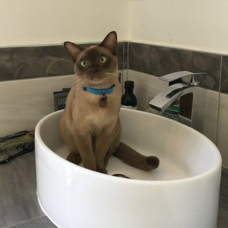 Missing Burmese Cats in Stroud