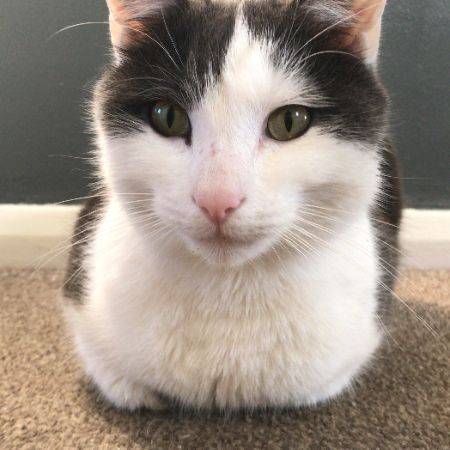 Missing Unknown - Other Cats in Harrow 