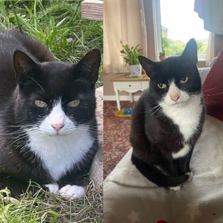 Missing Unknown - Other Cats in Rotherham 