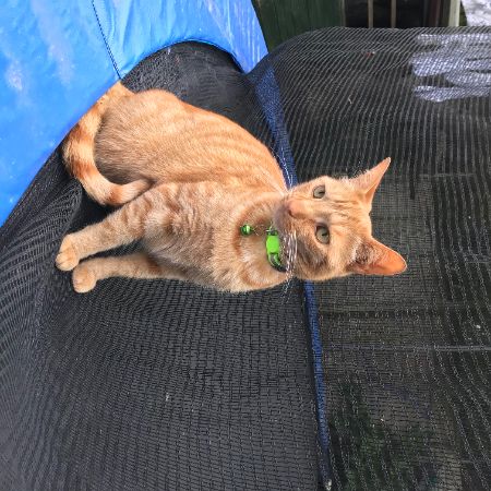 Missing Domestic Short Hair Cats in Worcester 