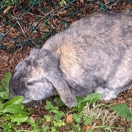 Missing Lop Eared Rabbits in Farnham