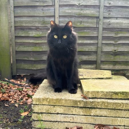 Missing Unknown - Other Cats in Battersea, London