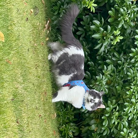 Missing Semi-Long Hair Cats in Dringhouses, York