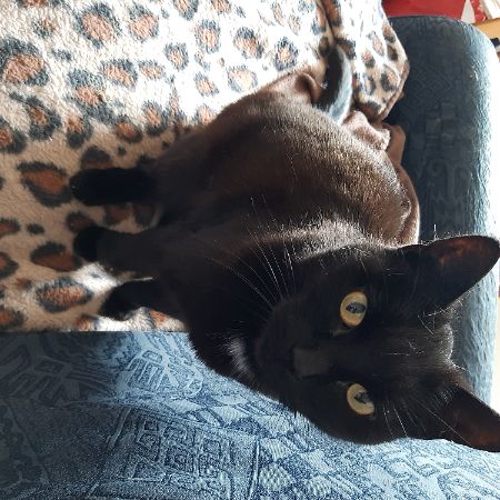 Missing Unknown - Other Cats in Dagenhan 