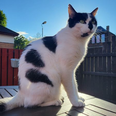 Missing Domestic Short Hair Cats in Dumbarton