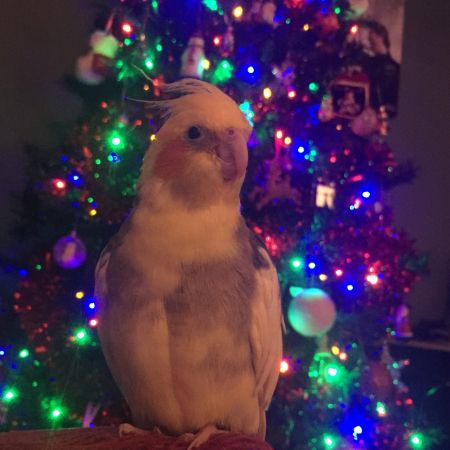 Missing Cockatiel Birds in Glasgow