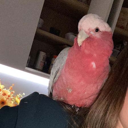 Missing Parrot, Parakeet Birds in Datchet