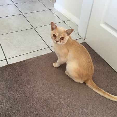 Missing Burmese Cats in Wenhaston