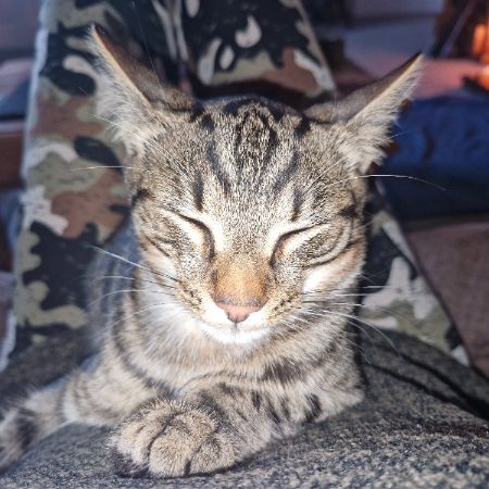 Missing Tabby Cats in Llanelly Hill 