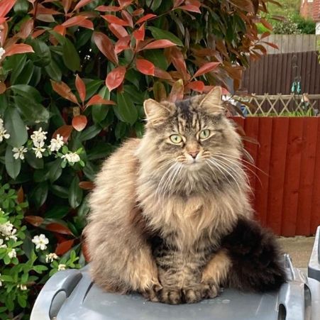 Missing Domestic Short Hair Cats in Hounslow, London