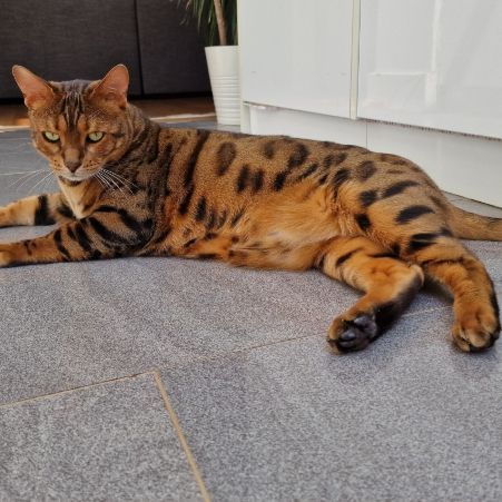 Missing Bengal Cats in Vauxhall