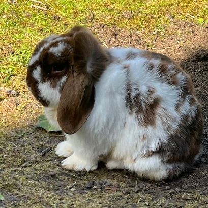 Missing Lop Eared Rabbits in Cardiff