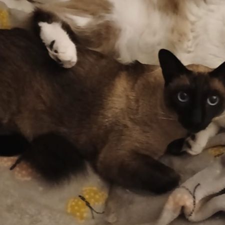 Missing Siamese Cats in Charvil 