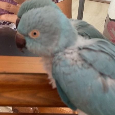 Missing Parrot, Parakeet Birds in Camden