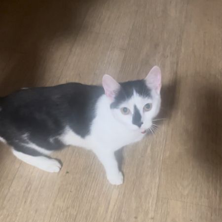 Missing Moggy Cats in Easton Bristol 