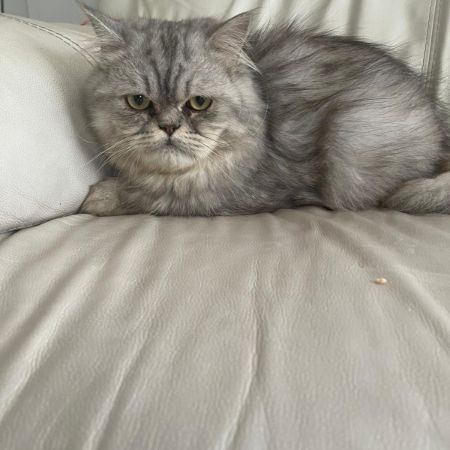 Missing Persian Cats in Feltham