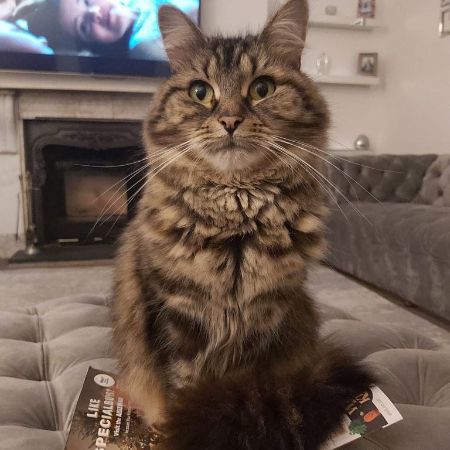 Missing Tabby Cats in Camborne