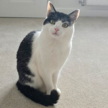 Missing British Short Hair Cats in Tranent