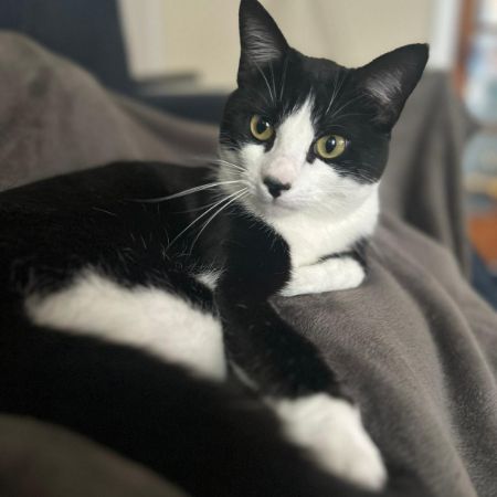 Missing Domestic Short Hair Cats in Belfast