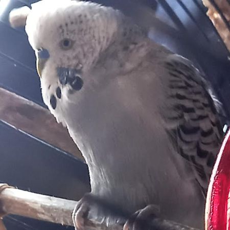 Missing Budgie Birds in Hoxton 