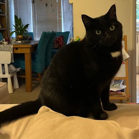 Missing British Short Hair Cats in HARROGATE