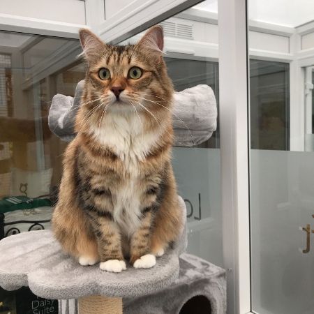 Missing Norwegian Forest Cats in London