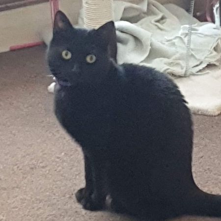 Missing Domestic Short Hair Cats in Stoke-on-Trent