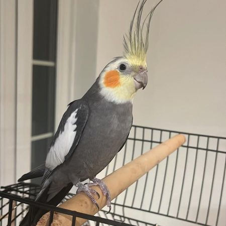 Missing Cockatiel Birds in Brentwood