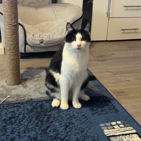 Missing Domestic Short Hair Cats in Blairhall 