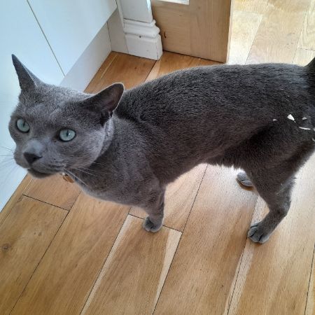 Missing Russian Blue Cats in Hanwell