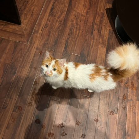 Missing Semi-Long Hair Cats in South Queensferry