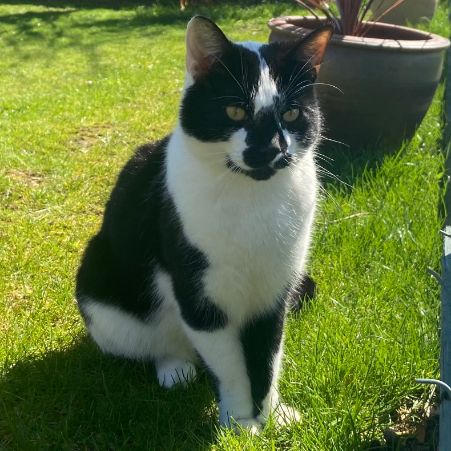 Missing British Short Hair Cats in Shrewsbury