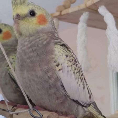 Missing Cockatiel Birds in Saffron Walden 