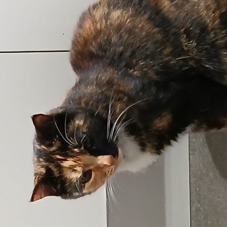 Missing British Short Hair Cats in Cambridge