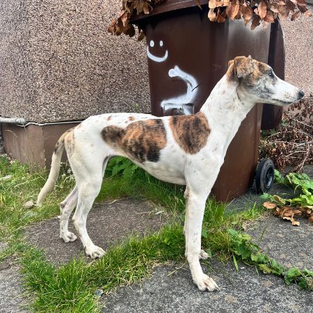 Missing Lurcher Dogs in Spennymoor 