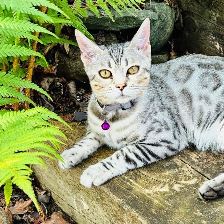 Missing Bengal Cats in St Fillans 