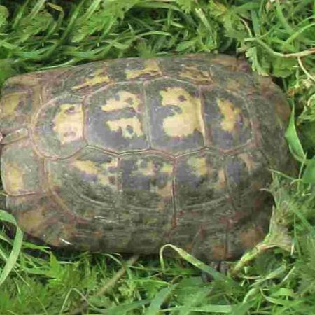 Missing Tortoise Exotics in Haverhill