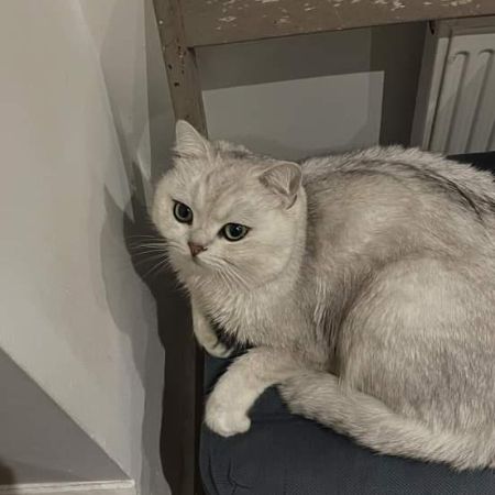 Missing British Short Hair Cats in Forest Gate