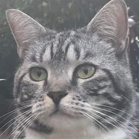 Missing British Short Hair Cats in Kidsgrove